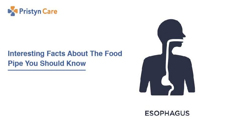 Esophagus- Facts and Functions