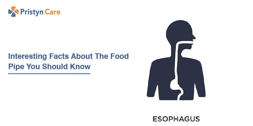 Interesting Facts About The Food Pipe You Should Know