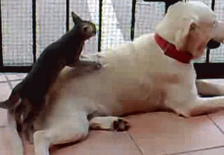 cat massaging a dog gif