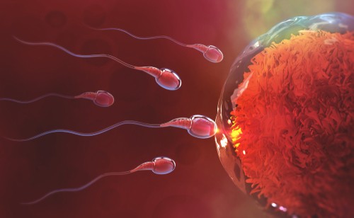 Sperm and egg cell. Natural fertilization. 3d illustration on red background