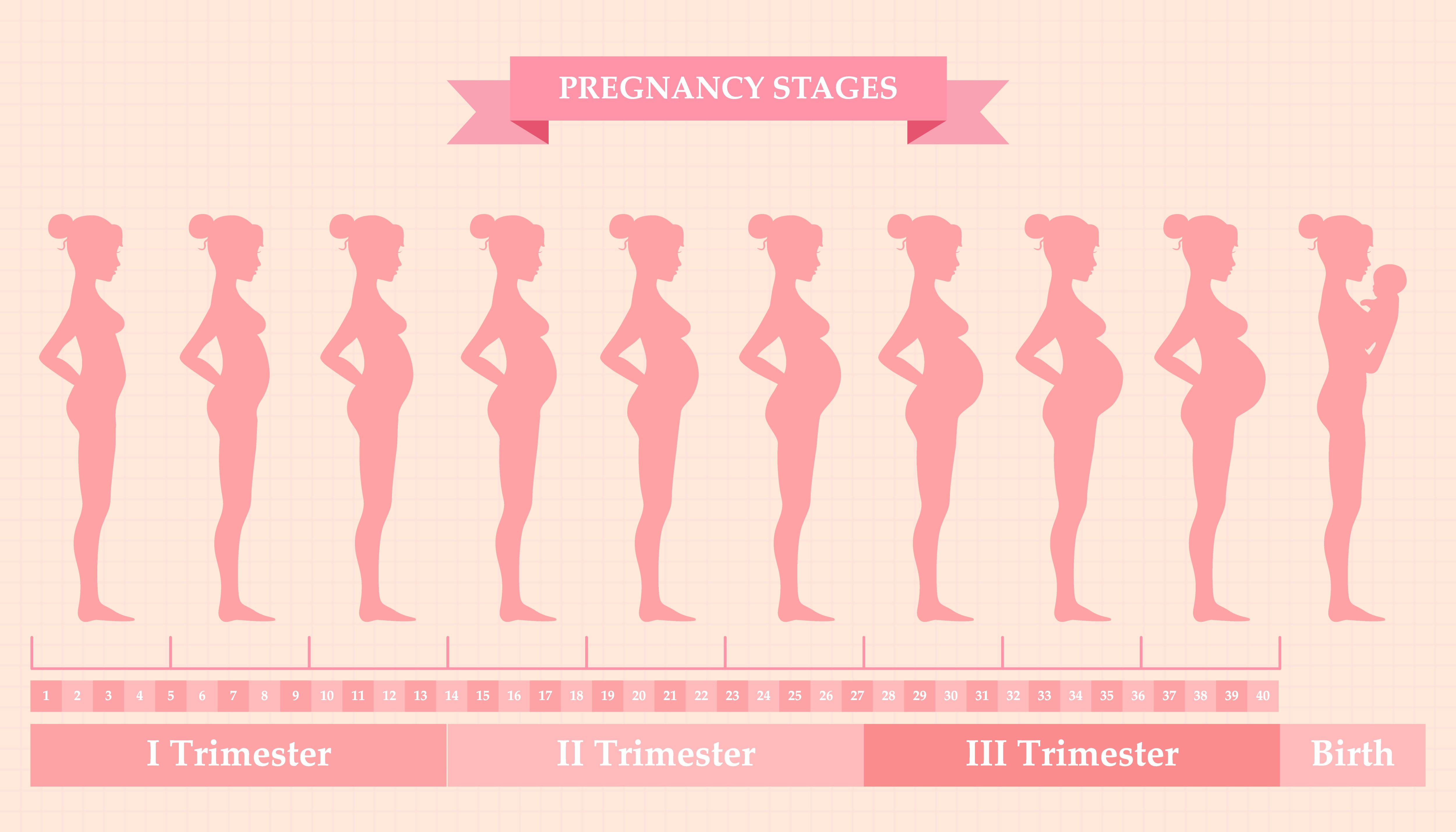 trimesters of pregnancy