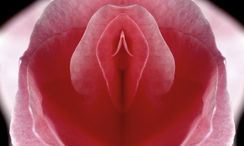 pink flower depicting the appearance of the vagina 