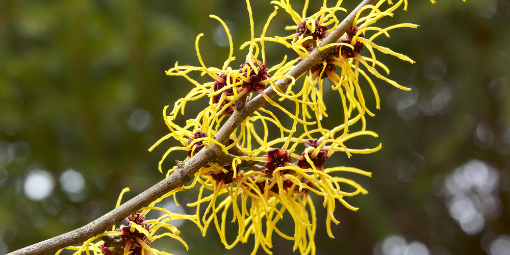 Witch hazel for pain during piles