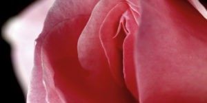 pink flower representing a woman's vagina