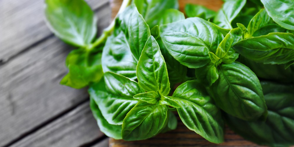 basil for ear ache