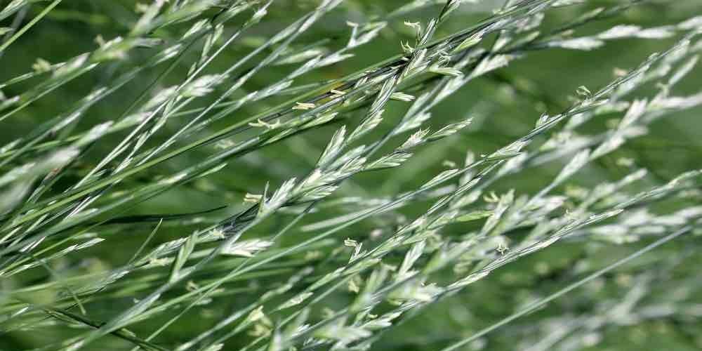 Rye grass pollen ectract