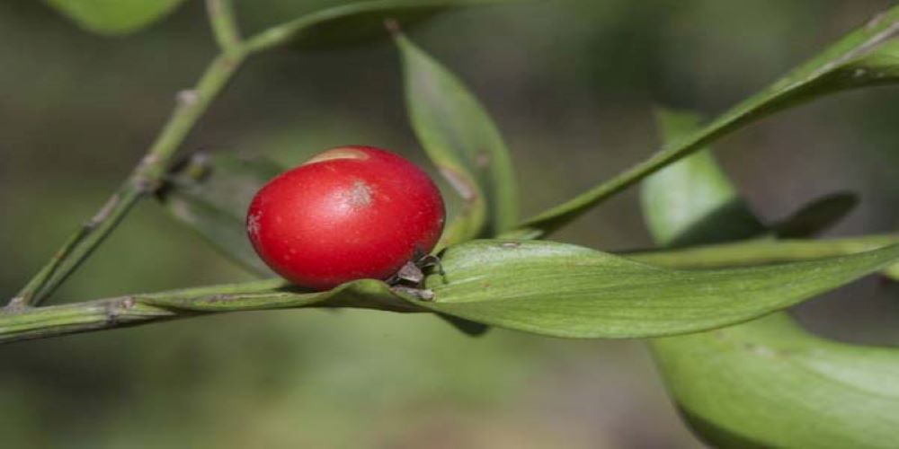 Butchers-broom-with-a-leaf