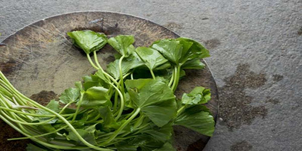 Gotu-kola-leaves-on-the-plate