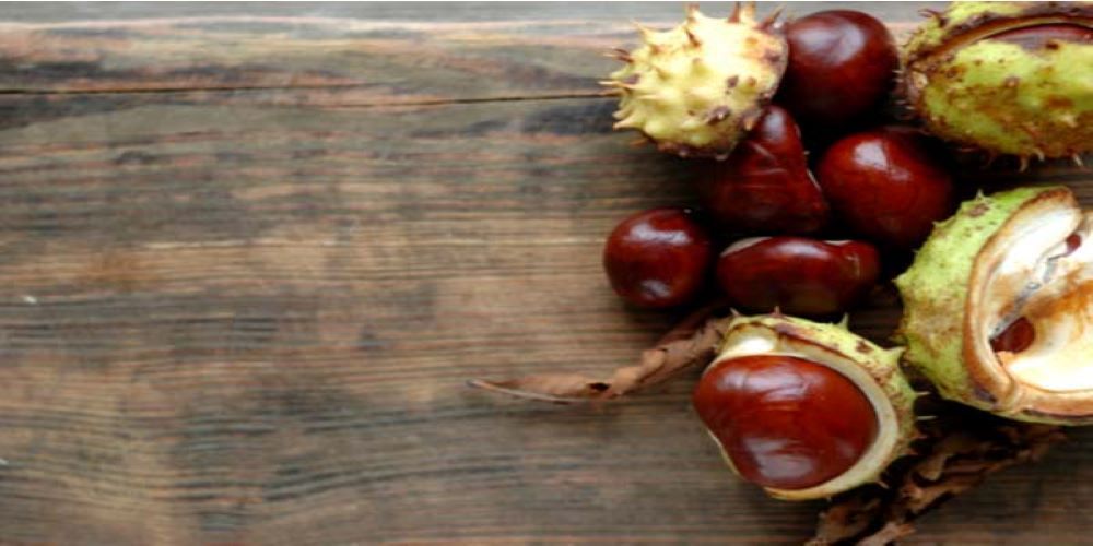 horse chestnut seeds for varicose veins