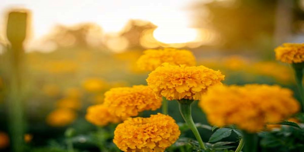 Marigold-home remedy for varicose veins