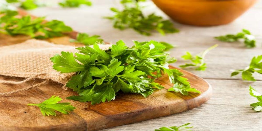 Parsley-leaves-can-cure-varicose-veins