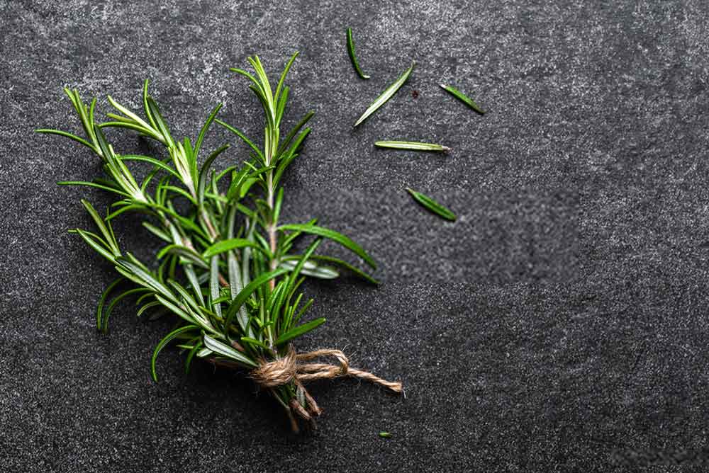 Rosemary for varicose veins