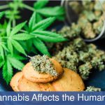 Cannabis affects human body