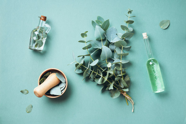 Eucalyptus leaves with oil