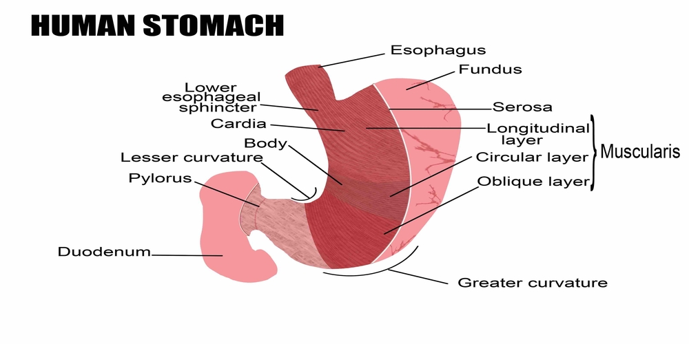 Human Stomach Anatomy