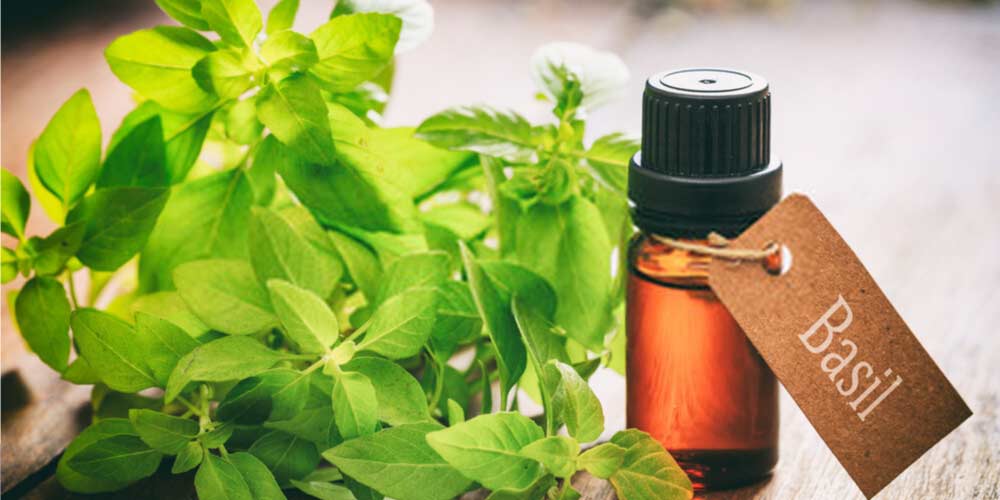 Basil oil-Essential-Oils-To-Treat-Ear