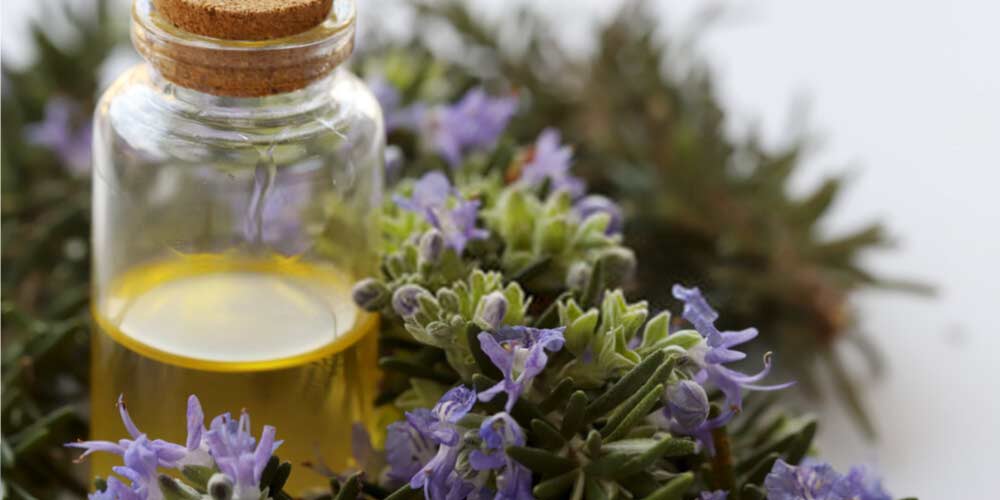 Rosemary oil-Essential-Oils-To-Treat-Ear