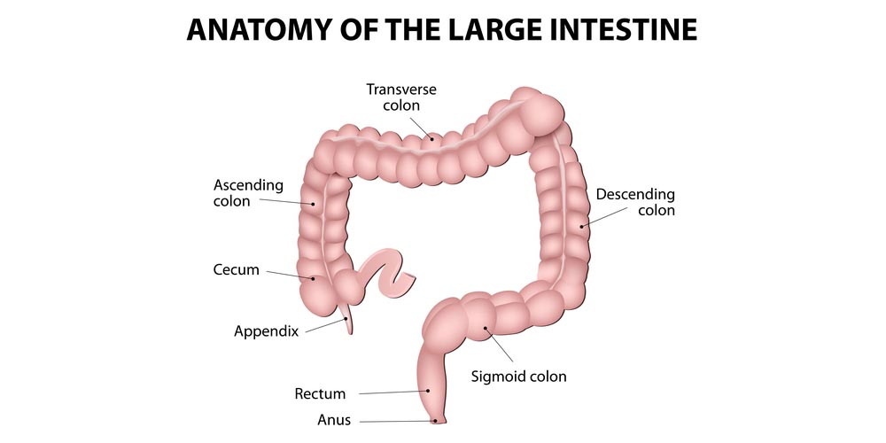 Anatomy of Large Intestine