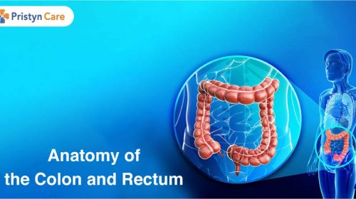 Some facts about colonoscopy Biology Diagrams