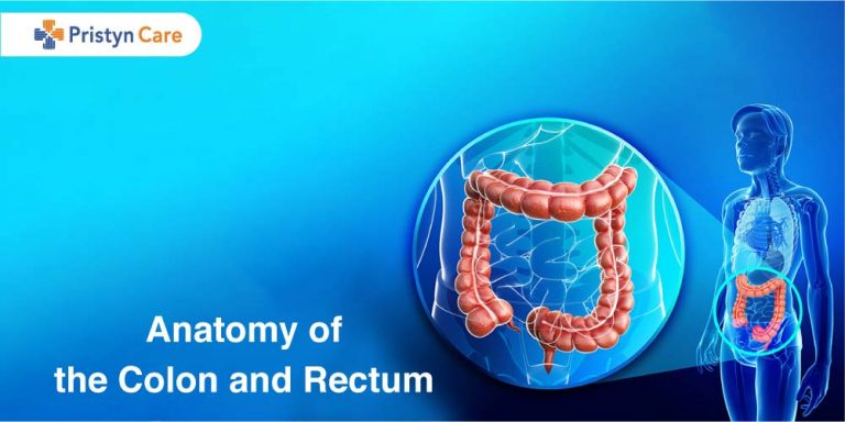Anatomy of the colon and Rectum