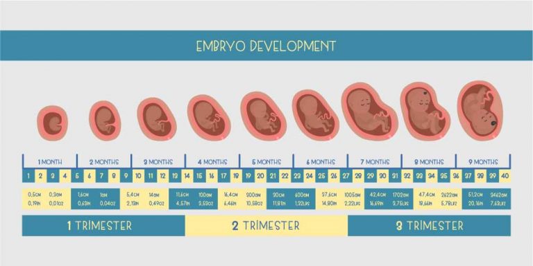 How Many Months Is 23 Weeks Chart