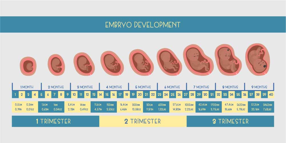 growth of embryo in all trimesters