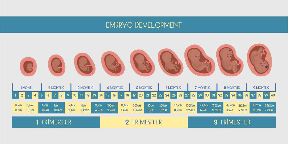 Pregnancy Stages Week To Month And Trimester Conversion 43 OFF