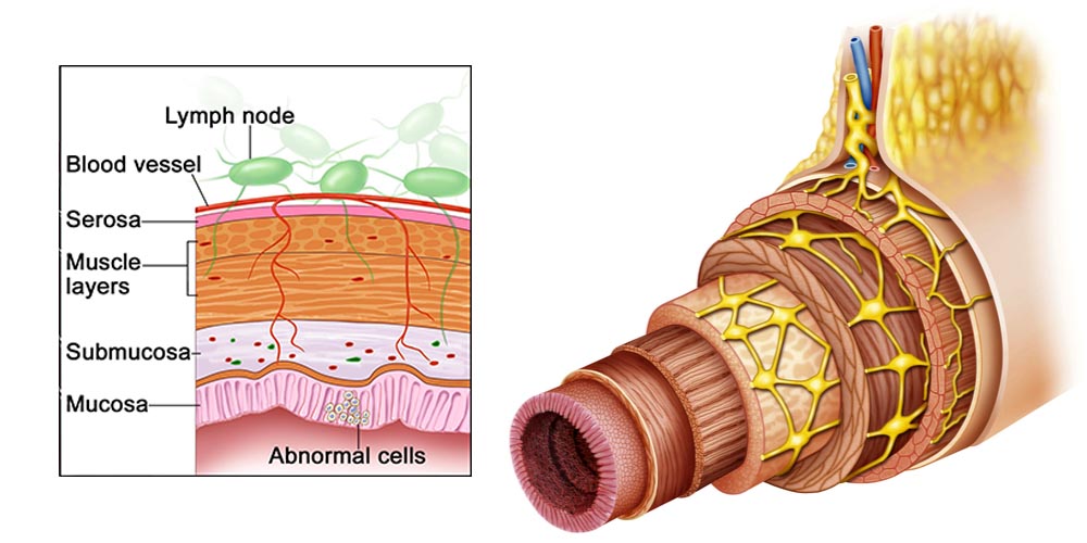 Layers of Colon Wall