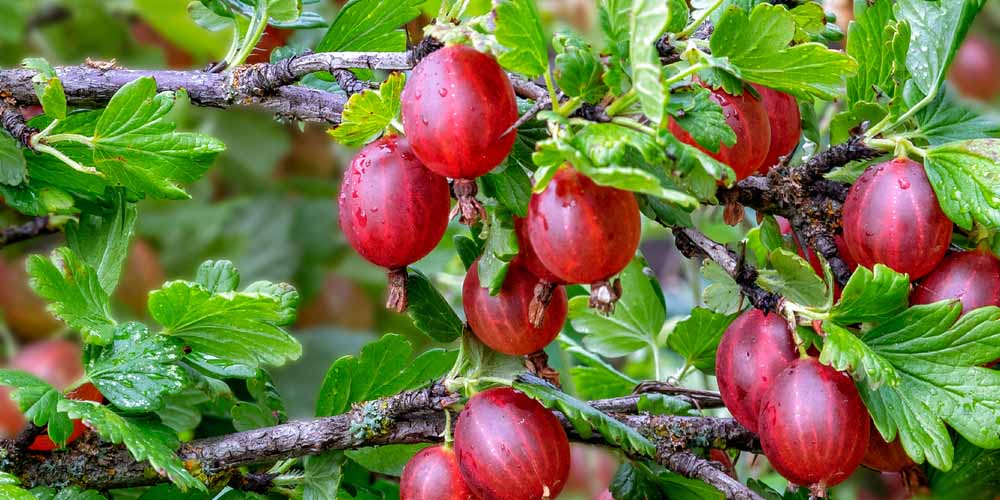Use Gooseberry to repair hymen naturally