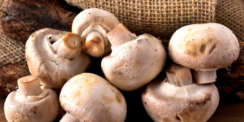 Mushrooms for antiaging