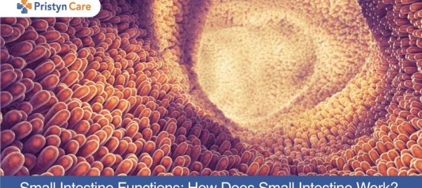 Small Intestine Functions: How Does Small Intestine Work? 