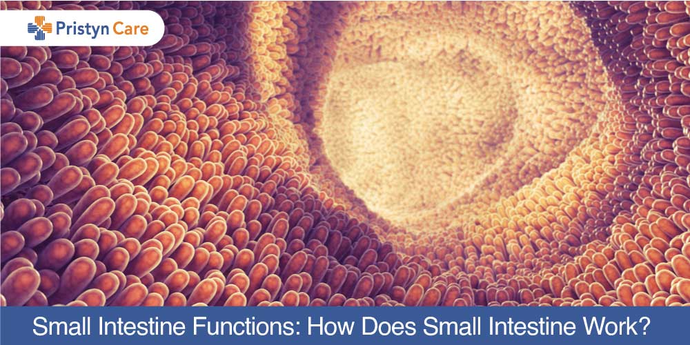Small Intestine Functions