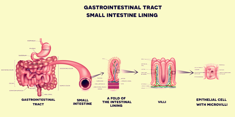 Small intestine lining