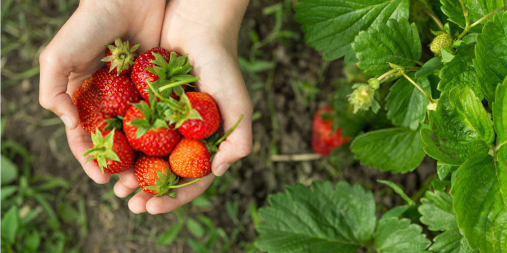 Strawberries for Diabetic Patient