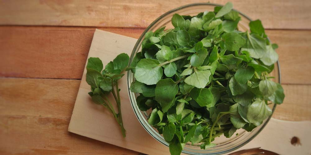 Watercress for antiaging