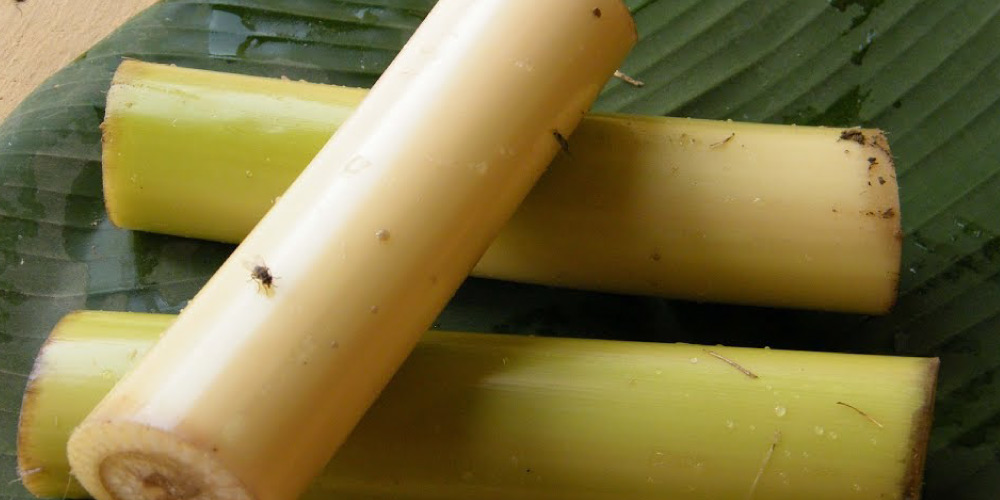 banana stems for kidney stones