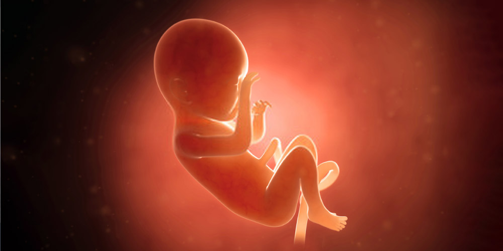 7 Month Baby Development In Womb: What You Need to Know