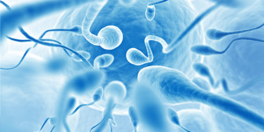healthy sperms reaching to fertilise egg