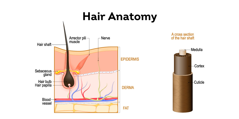 Anatomy of hair