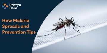 How-Malaria-Spreads-and-Prevention-Tips