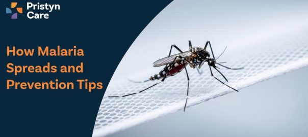 How Malaria Spreads and Prevention Tips