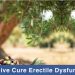 Can-Olive-Cure-Erectile-Dysfunction