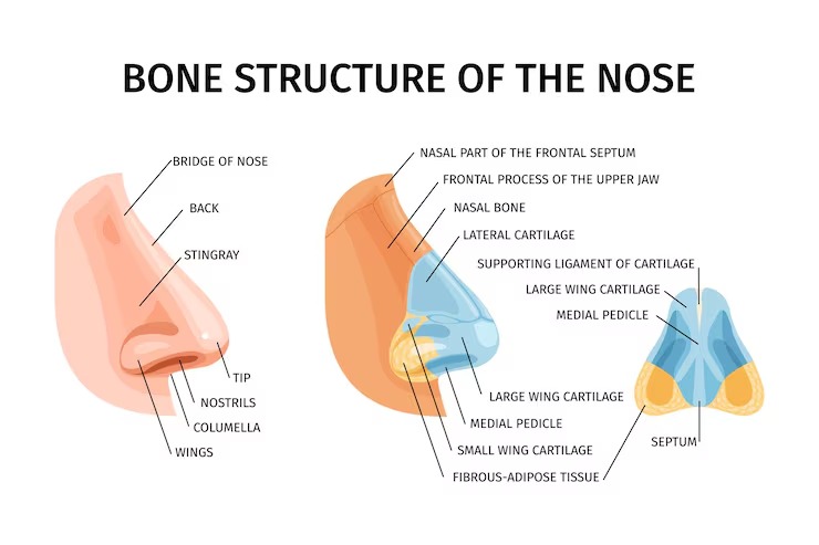 An image of the nasal bone structure, displaying the different parts, including the septum, where Septoplasty is conducted.