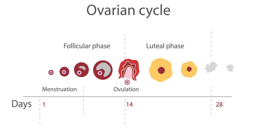 प्रेग्नेंट होने के लिए ओव्यूलेशन कब होगा? - ओव्यूलेशन चक्र